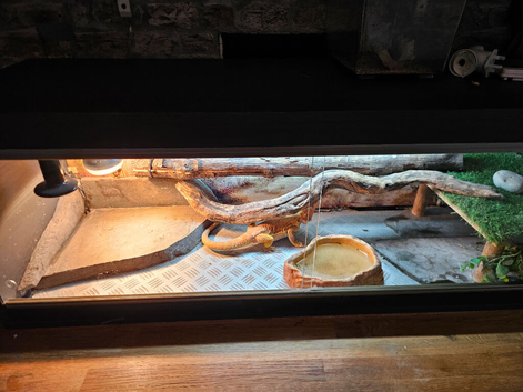 Bearded dragon