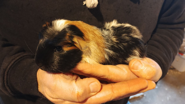 Beautiful singe baby boy needs a friend