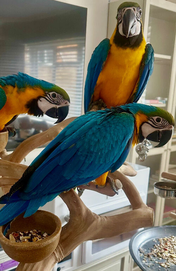 Hand reared blue & gold macaw