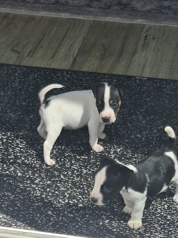 Jack Russell Puppies for sale