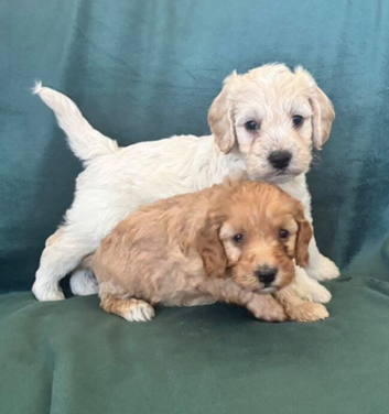 Ready now - Gorgeous Cockapoo puppies mum is Show Cocker x miniature Poodle- Dad is a miniature Poodle - Puppies 3/4 Poodle