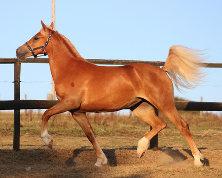 Quality Yearling Filly