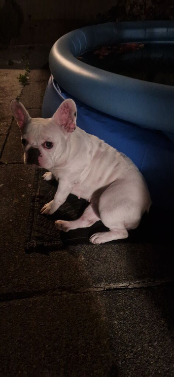 French bulldog 2 years old