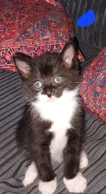 6 adorable kittens ready in 2 weeks