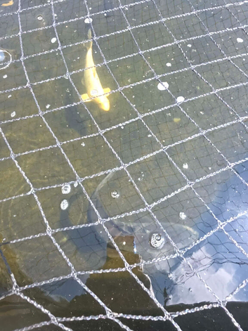 Billy the mirror carp