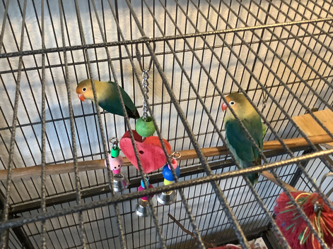 Beautiful Lovebirds