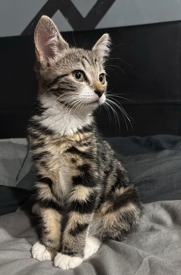 Turkish angora