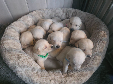 retreiver pippies