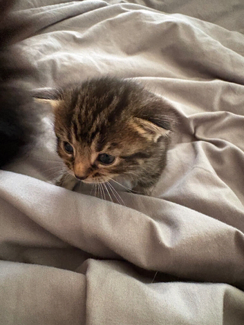2 beautiful female kittens