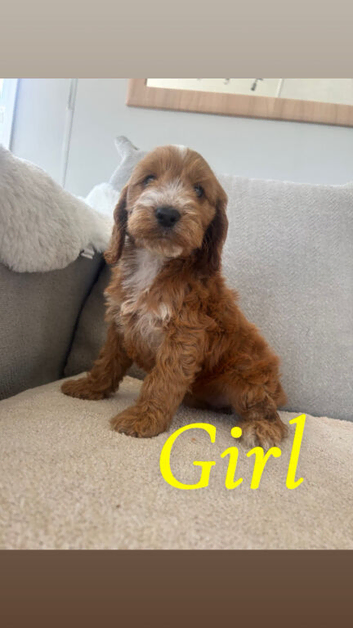 Cockapoo pups