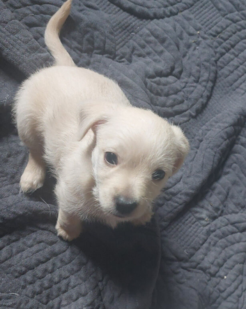 Half Chihuahua half Lhasa puppie