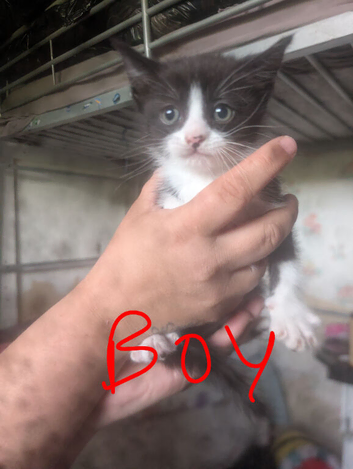 2 male kittens