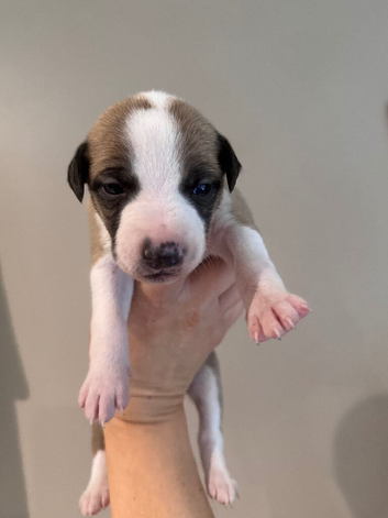 Quality whippet puppies.