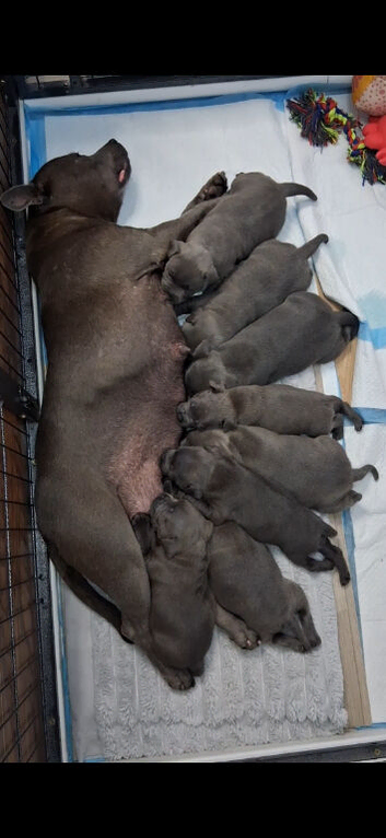Blue Staffordshire Bull Terrier