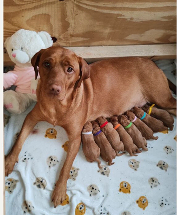 FOX RED LABRADOR RETRIEVER PUPPYS READY NOW