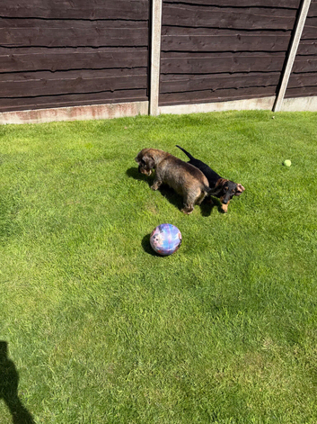 Standard Wirehaired Dachshund for sale