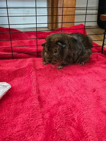 Two Female Guinea Pigs
