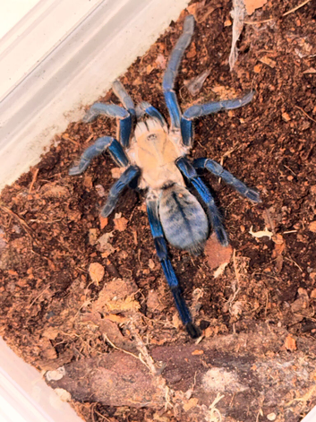 Tarantulas