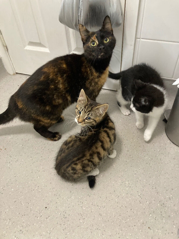 Kittens one boy one girl flead/wormed