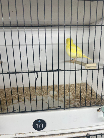 Champion Fife canaries
