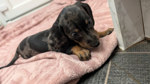 Two miniature dapple dachshunds
