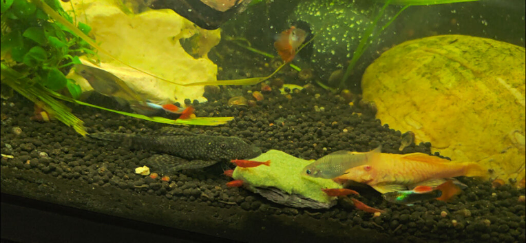 Bristlenose plecos looking for new waters