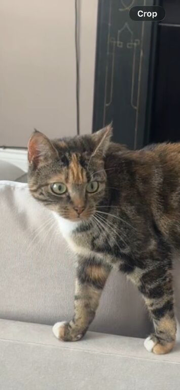 House cat missing since 18 August