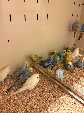 Mixed Budgies