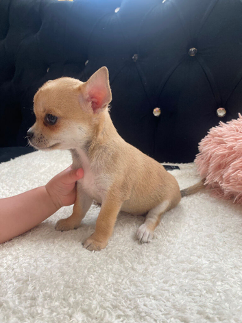Chihuahua puppies 1 girl