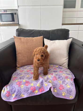 KC Red Toy Poodles. Health Tested Parents