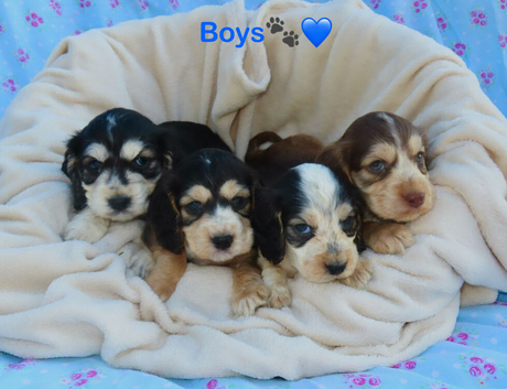 Beautiful Cocker Spaniel Puppies