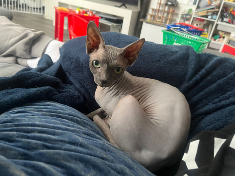 Female sphynx