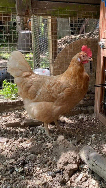 Poultry Boarding In Nottingham