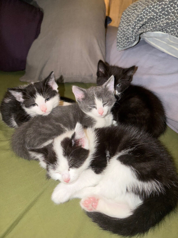 4 loving beautiful kittens ready 17th June)