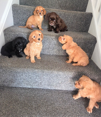Lovely f1 cockapoo puppies