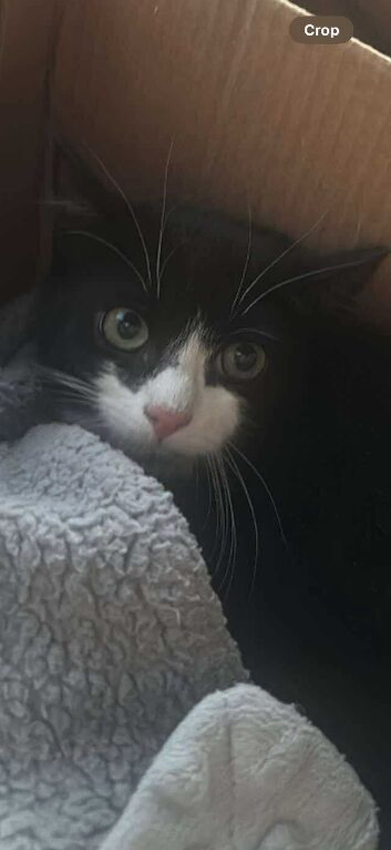 Male tuxedo cat