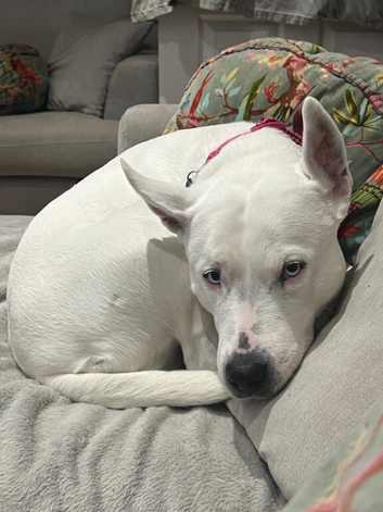 Beautiful dog
