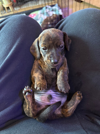 Litter of brindle KC registered pups