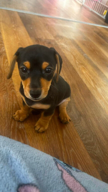 Jack Russell x dachshund
