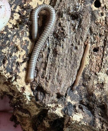 Ghana olive speckled leg millipedes for sale