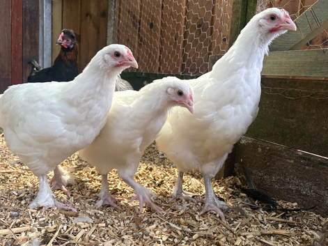White maran pullets