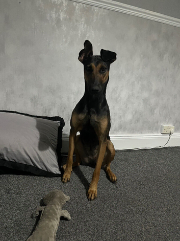 dobermann x Dutch herder