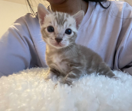 Gorgeous Sociable Mink Bengal Boy!