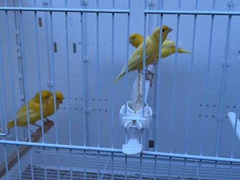 Stunning yellow canary&rsquo;s looking for new perch.