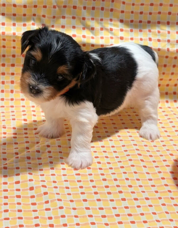 Health Tested, Active full Biewer Terrier Puppies Ready for Adventure