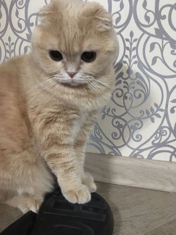 Scottish fold boy