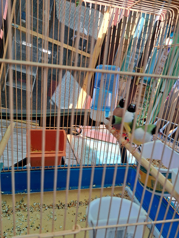 Goulding finch female