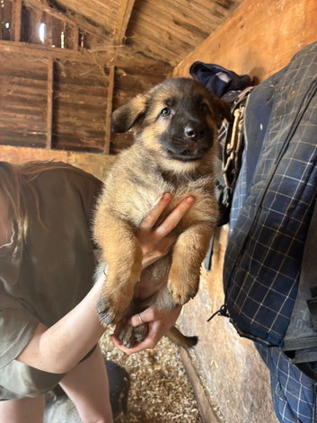 Beautiful litter of German shepherd puppies