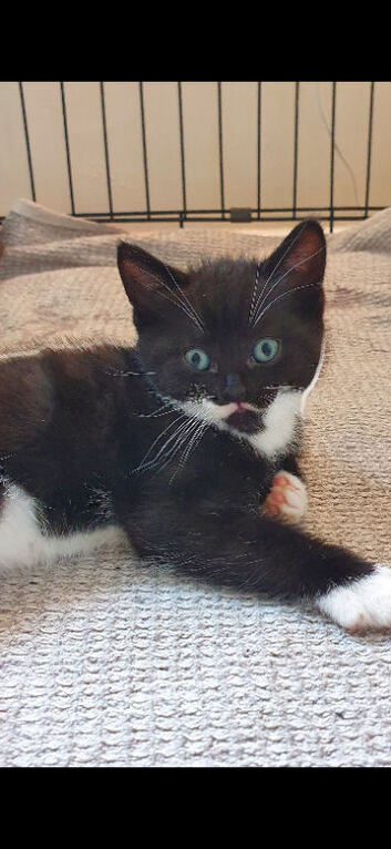 Kitten ready for rehoming