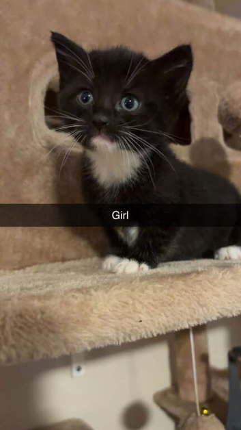 Last girl kitten left